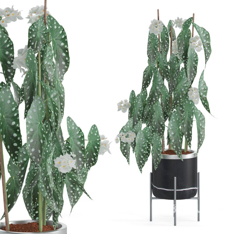 Indoor Plant Begonia Maculata Image 4