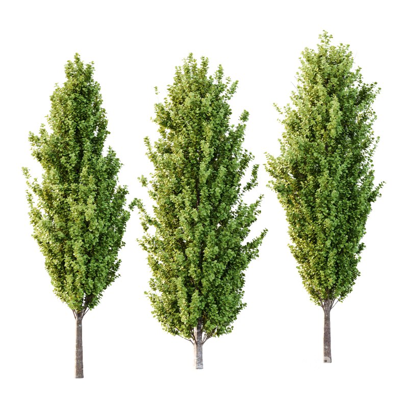 fagus sylvatica tree 08 Image 1