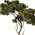 Pine tree Set34 - Thumbnail 2