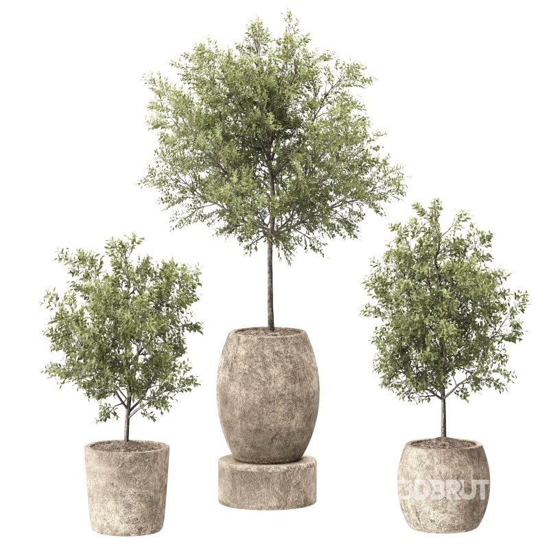 Olive Plant indoor plant 001 Image 3