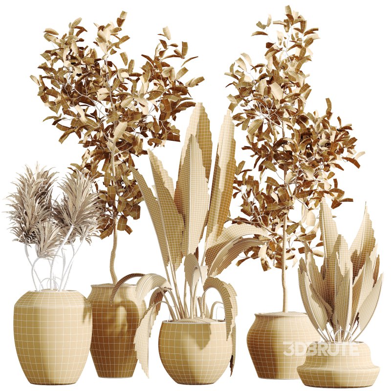 AV Indoor Plants Set 305 Banana Nicolai and Briful Pachira Aquatica and Yucca Aloifolia Image 10