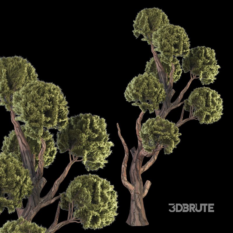 Topiary Ball Tree Image 4