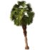 Palm tree Set33 - Thumbnail 2