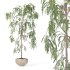 Indoor Plant Suamei - Thumbnail 4
