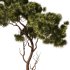 Pine tree Set34 - Thumbnail 5