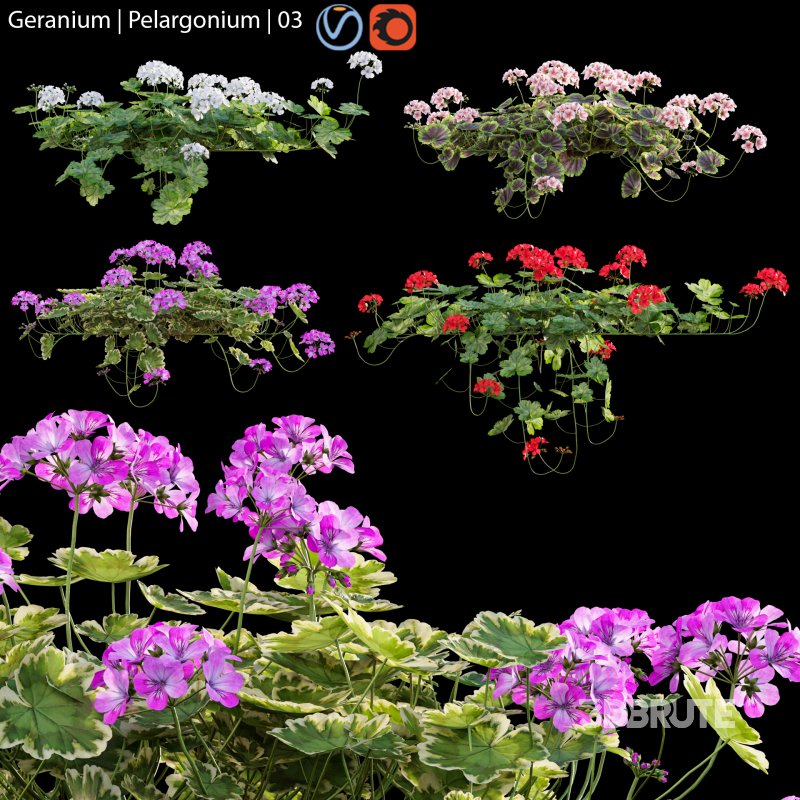 Pelargonium – Geranium 01 Image 1