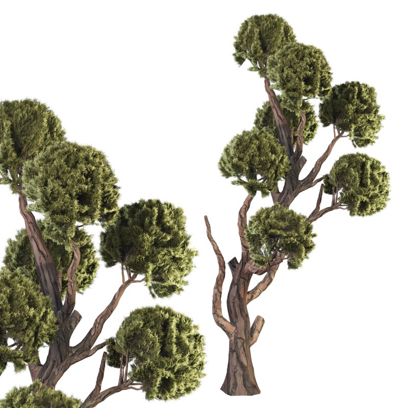 Topiary Ball Tree Image 3