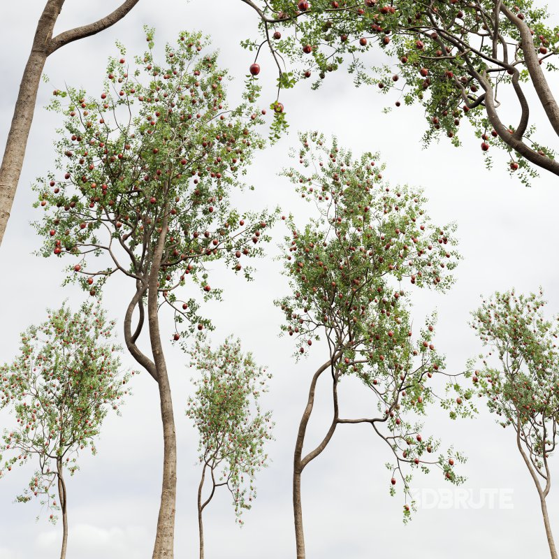 AV Fruit Trees Diospyros Kaki Persimmon and Malus Pumila Apple Red Image 5