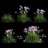 Allium tanguticum_03 - Thumbnail 1