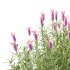 plant bush Flower Lavandula Stoechas 03 - Thumbnail 6