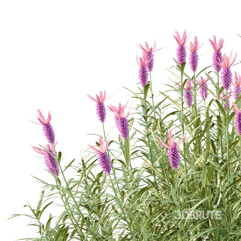 plant bush Flower Lavandula Stoechas 03 Image 6