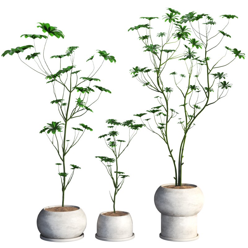 indoor plant 08 Image 1