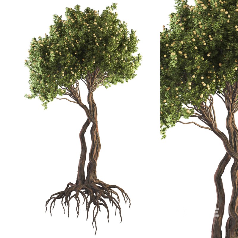 Jungle Fruit Tree and ivy plant Image 1