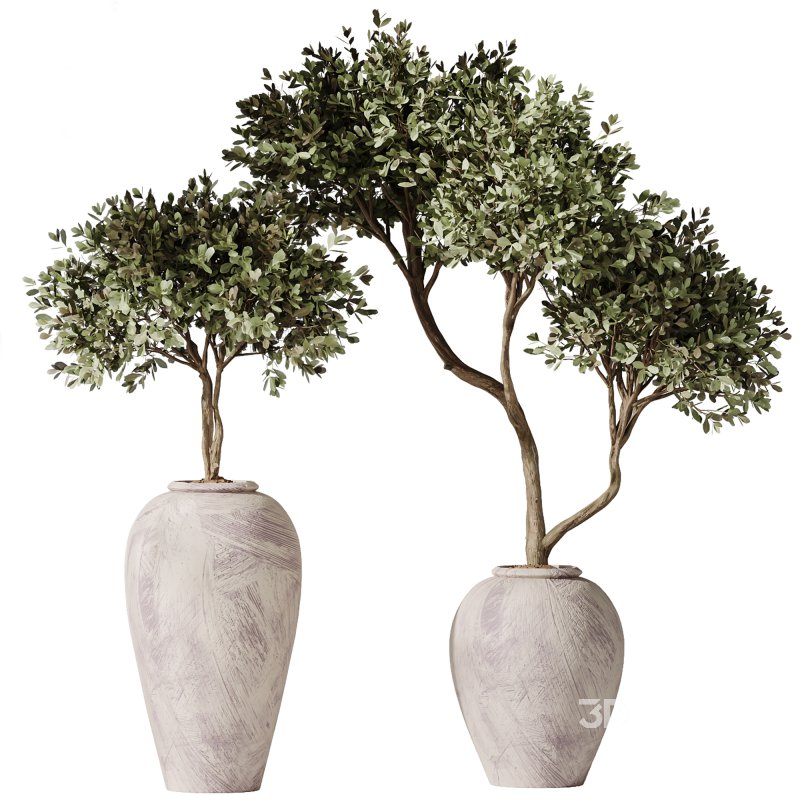 AV Indoor Plants Set 295 Mission Olive Tree Indoor and Yucca Elephantipes Gigantea Image 5