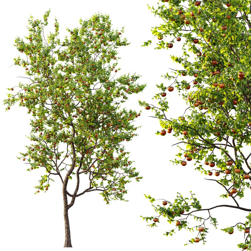 AV Fruit Trees Diospyros Kaki Persimmon and Malus Pumila Apple Red Image 4