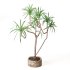 Indoor Plant Yucca in stone planter - Thumbnail 4