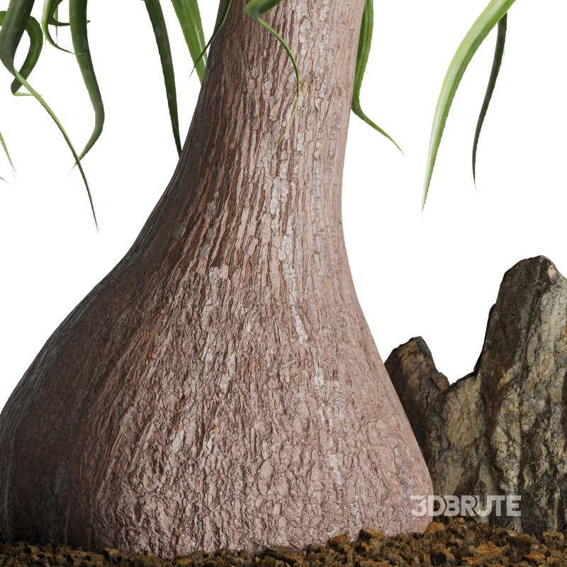 Indoor plant Beaucarnea Recurvata Image 5