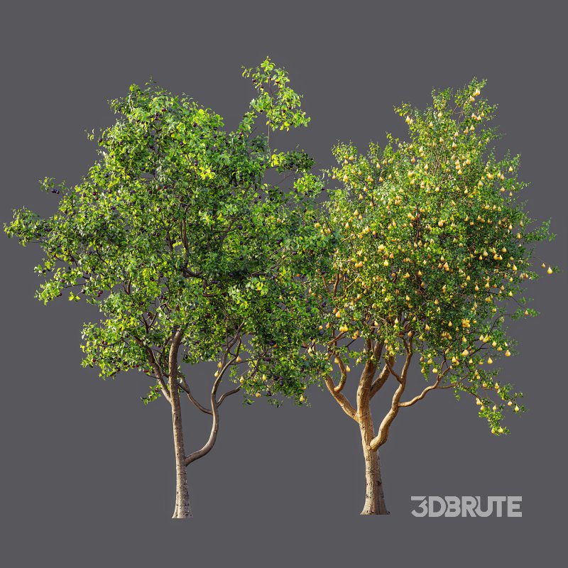 AV Fruit Trees Prunus Salicina Plum Pflaume and Pear Pyrus Communis Image 12