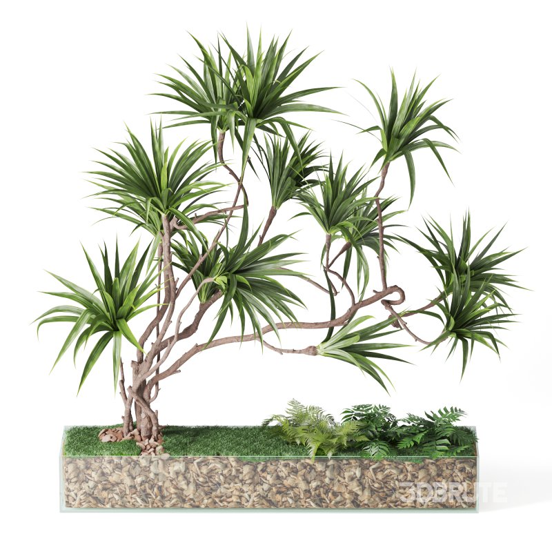 Indoor_Plant_Yucca_Set_12 Image 2