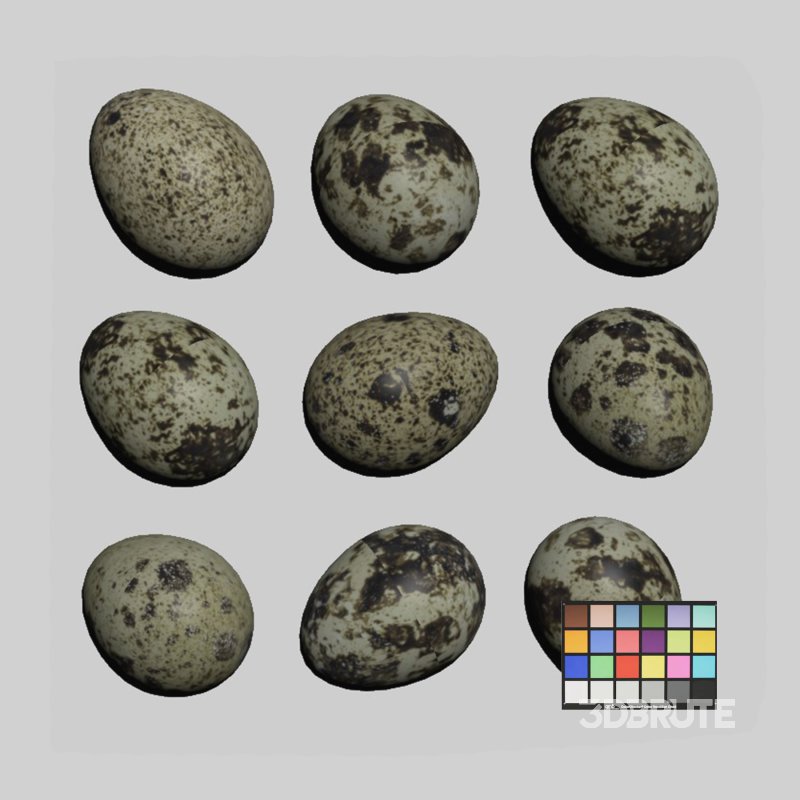 Qauil eggs Image 3