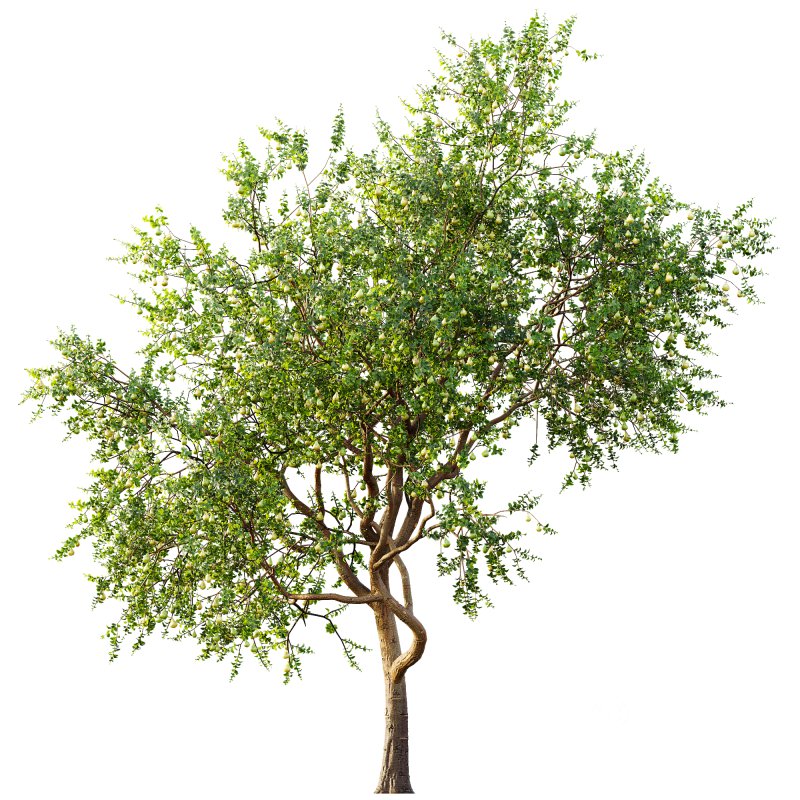 ntal presence. Image 4