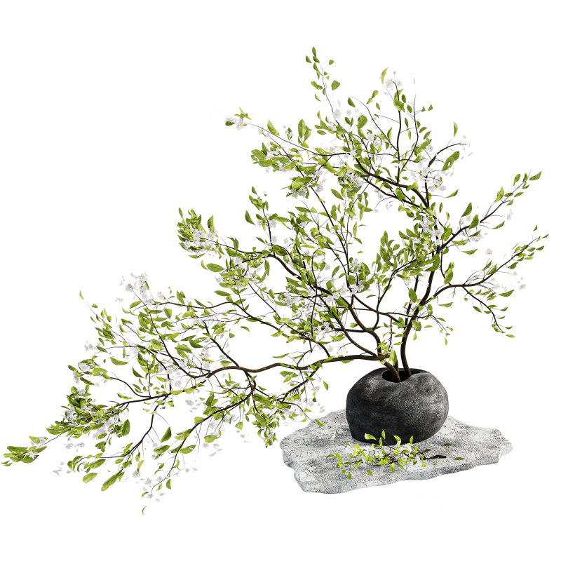 Bouquet Plant Image 2