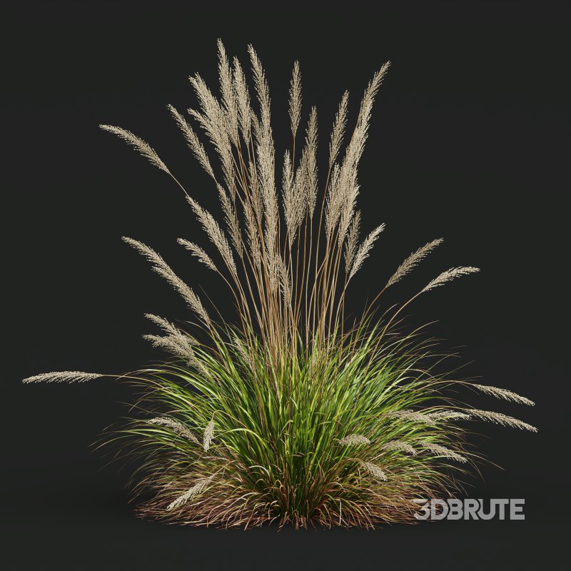 ntal grass hybrid that brings vertical elegance to any garden or architectural visualization. Originally cultivated in Germany and widely popularized across Europe and North America, this perennial grass features upright, feather-like plumes and narrow green blades that shift to golden hues in late summer. Its architectural form, graceful sway in the wind, and low-maintenance nature make it a favorite among designers looking to evoke movement, rhythm, and a naturalistic softness in modern landscapes. Image 5
