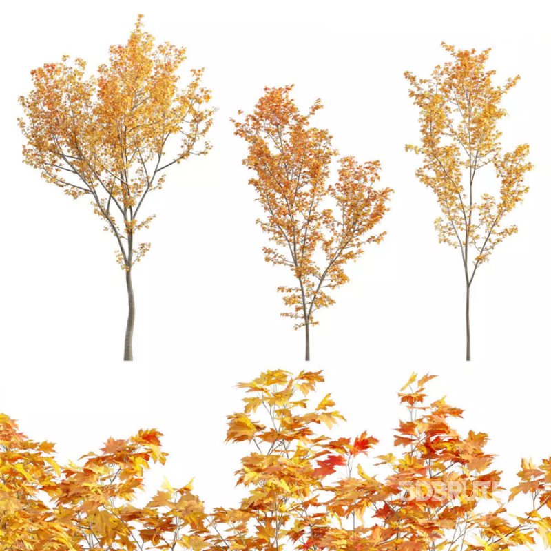 Acer circinatum | Vine Maple 03 Image 1