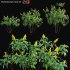 Pachystachys lutea -Lollipop plant – Golden shrimp plant 03 - Thumbnail 1