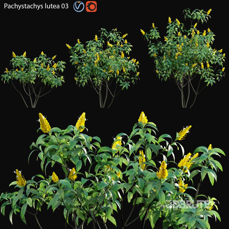 Pachystachys lutea -Lollipop plant – Golden shrimp plant 03 Image 1