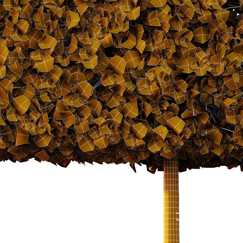 fagus sylvatica tree 16 Image 2