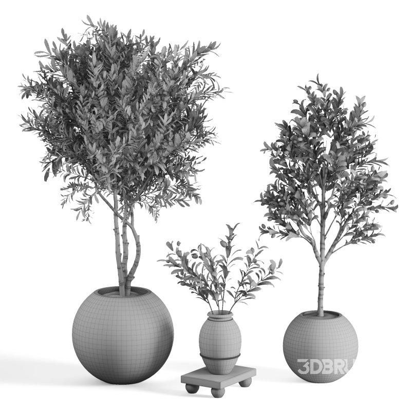 Indoor Plant Olive Image 1