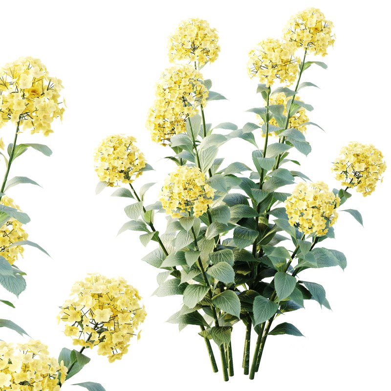 ntal appeal. Known as the “Garden Gate” hydrangea, this species is celebrated for its large spherical flower heads that bloom in a range of colors—white, blue, pink, purple, and yellow—making it one of the most versatile flowering shrubs for landscaping and decorative design. Its broad, glossy green leaves and abundant floral clusters bring a sense of freshness, romance, and elegance to both exterior gardens and indoor visualizations. Meticulously modeled with 4K textures, the asset ensures botanical accuracy, realistic shading, and excellent performance for high-quality renders. Image 2