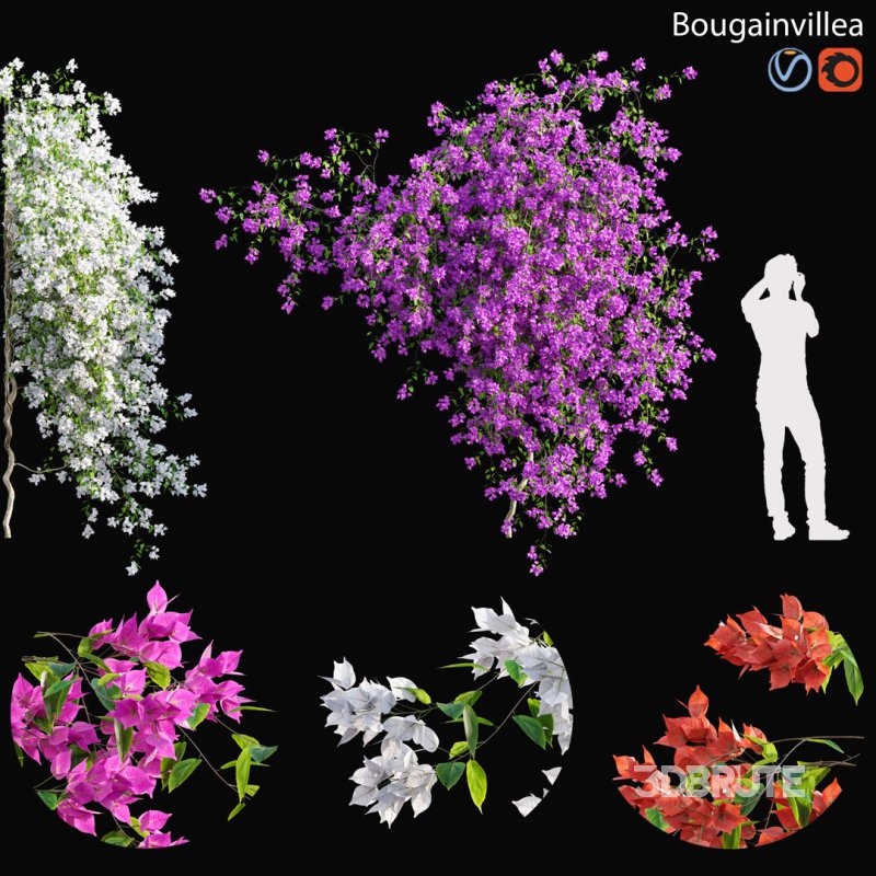 Bougainvillea – 04 Image 1