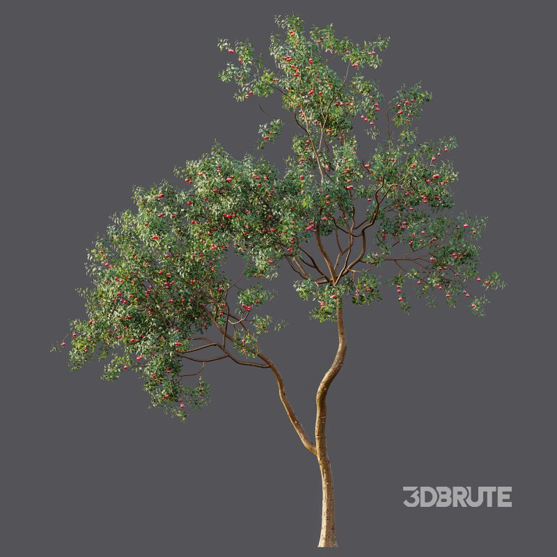 ntal and culinary value. Image 10