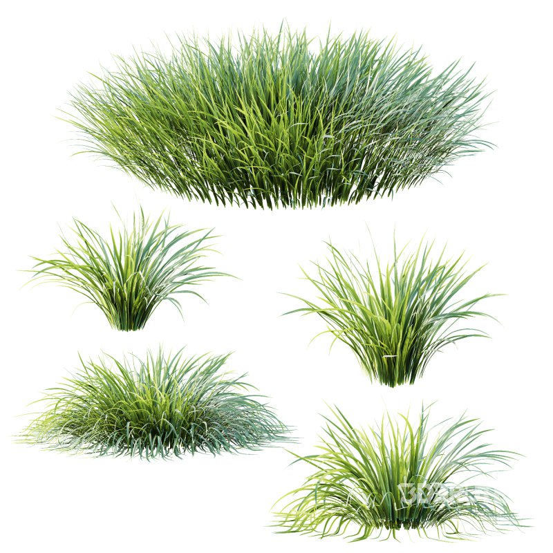ntal grass admired for its fine, arching leaves in bright green tones with subtle golden accents. Native to East Asia, this species is widely used in landscaping, garden design, and modern architectural visualization for its versatility and elegant texture. Its soft, fountain-like form makes it ideal for borders, planters, or ground cover, adding a naturalistic touch to both outdoor and indoor scenes. Each clump is modeled with precision, showcasing detailed leaf geometry and lifelike shading for maximum realism in renders. Image 2