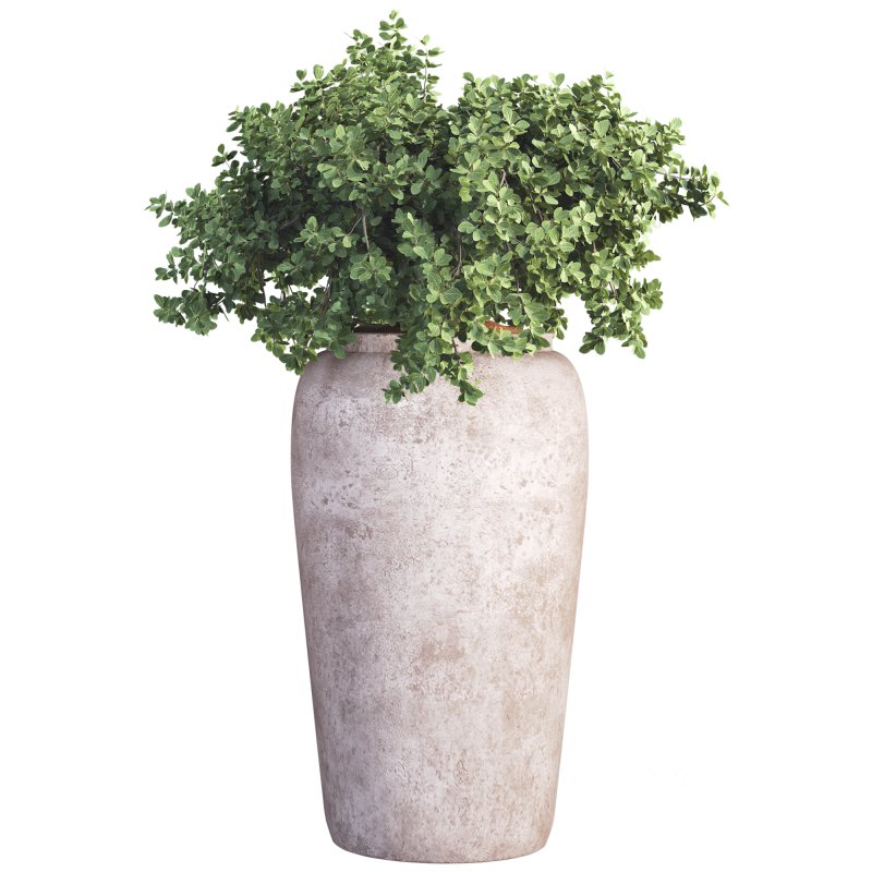 Outdoor Plant 010 Image 3