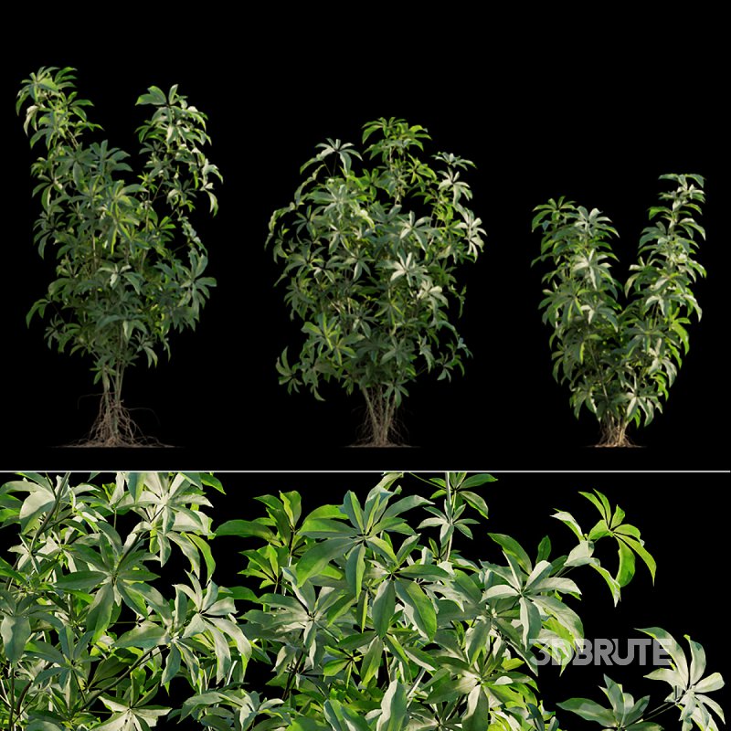 Schefflera arboricola_02 Image 1