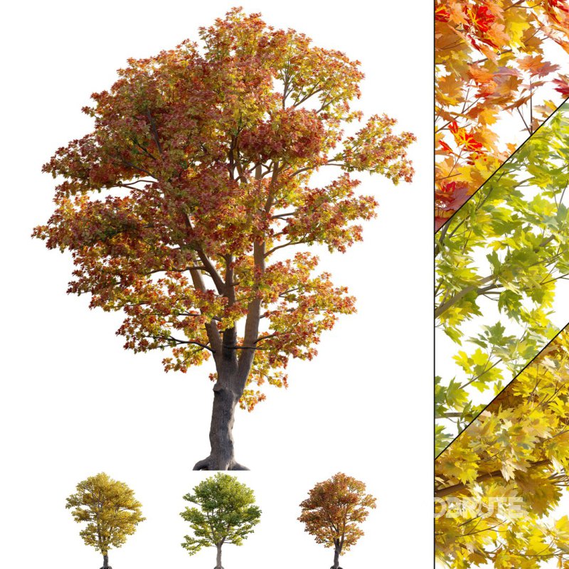 Acer platanoides – Norway Maple 01 Image 1