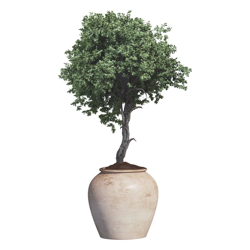 Outdoor Plant 09 Image 2