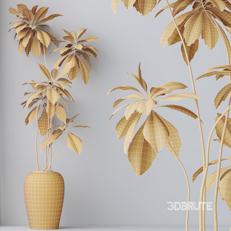 AV Indoor Plants Set 303 Europaea Olive Eucalyptus and Alocasia Jardin and Ficus Fig Image 10