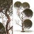 Tree 0025 - Thumbnail 2