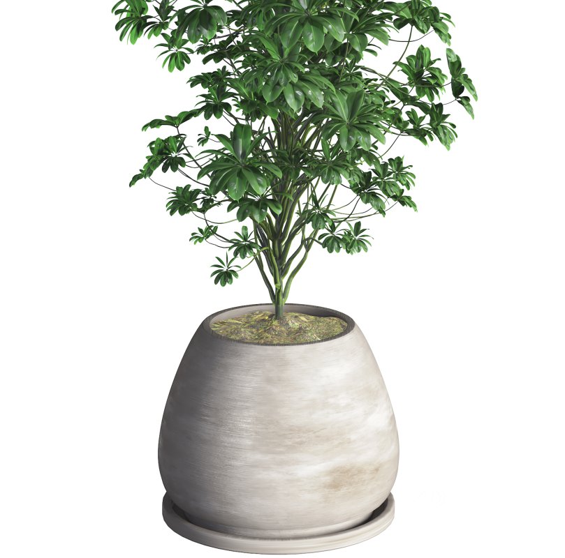 Indoor Plant 09 Image 4