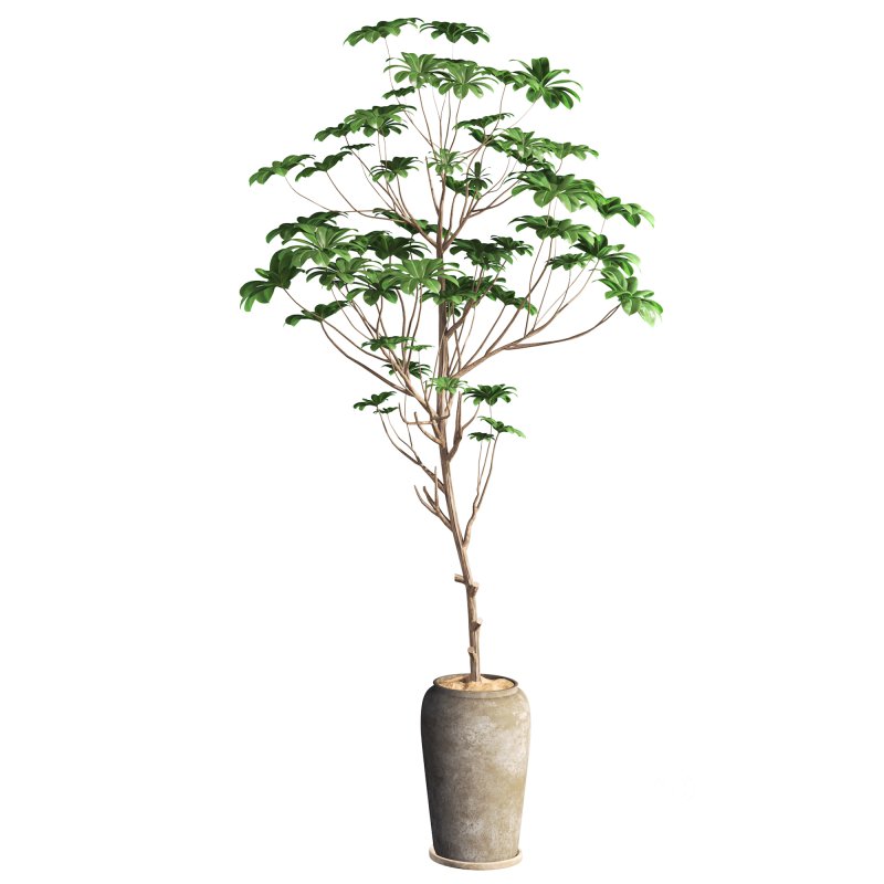 indoor plant 010 Image 2