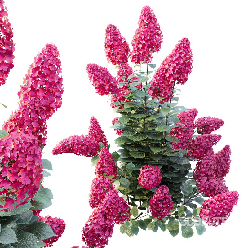 ntal shrub native to East Asia. It is admired for its large conical flower clusters that bloom from summer into autumn, shifting from creamy white to shades of pink, red, and purple as the season progresses. With its lush green foliage and vibrant seasonal transformation, this species is a favorite in decorative landscaping and architectural gardens. Image 3