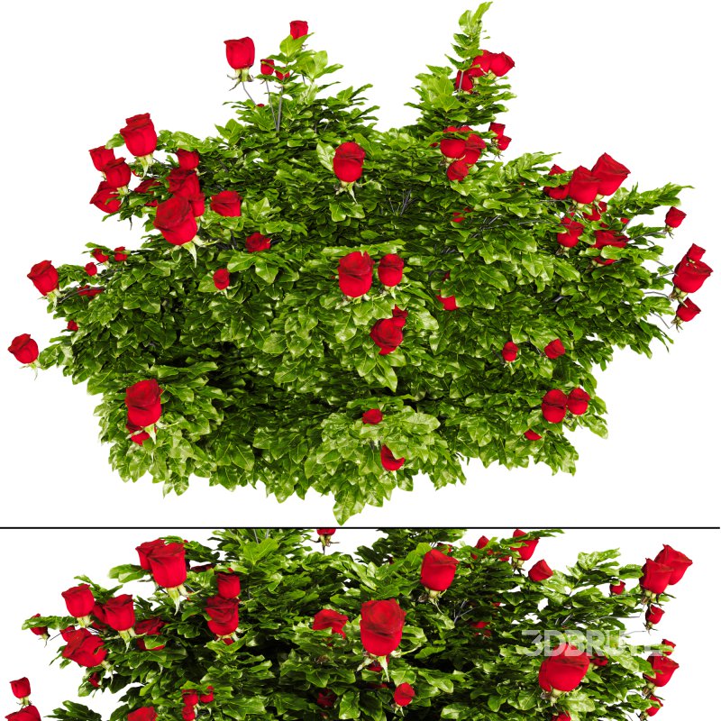 Rose Plant Set 015 Image 1