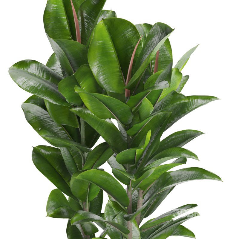 Indoor Plant Rubber Ficus Image 1