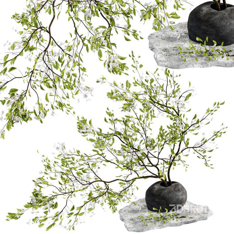 Bouquet Plant Image 3