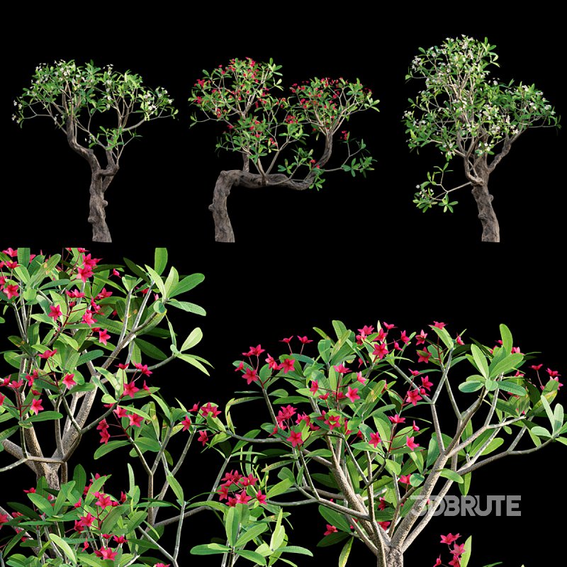 Plumeria rubra – Frangipani Tree 04 Image 1