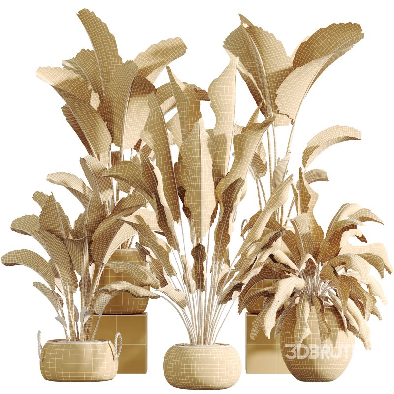 AV Indoor Plants Set 285 Ravenala Banana Strelitzia Nicolai Bird Of Paradise Set Image 8